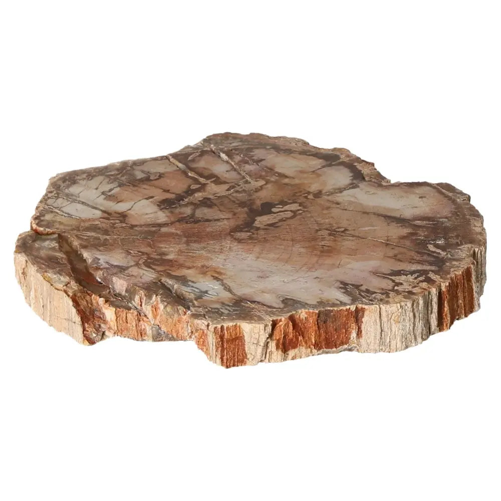 Slice of petrified wood showcasing intricate patterns and rich colors, symbolizing ancient wisdom and geological transformation.