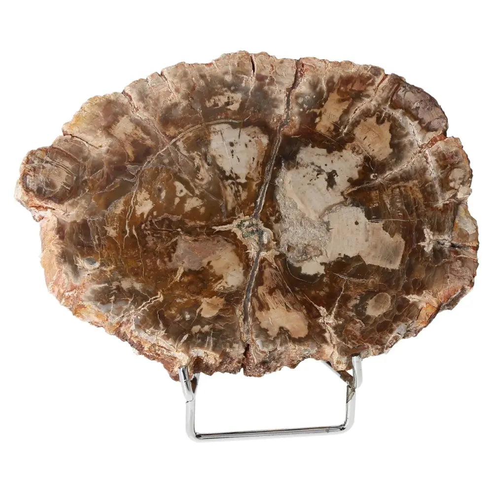Petrified wood display piece showcasing intricate fossilized details and mineral deposits, symbolizing ancient wisdom and stability.