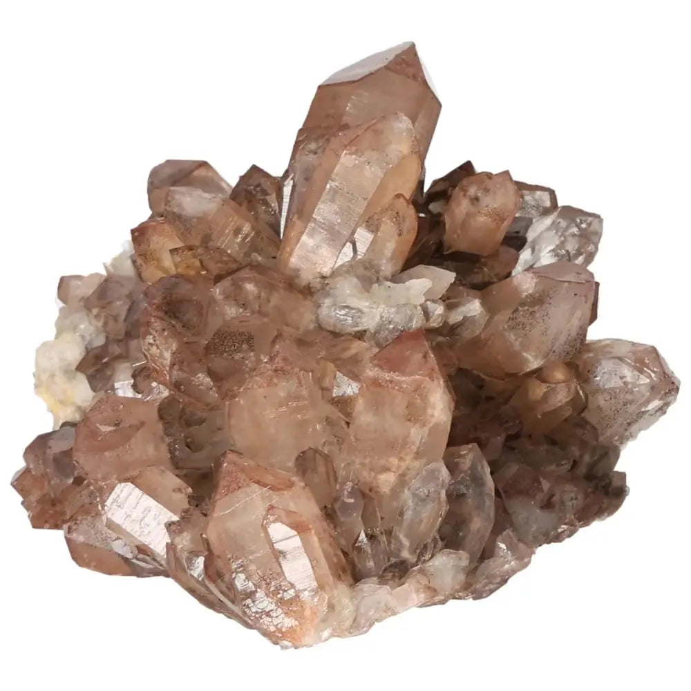 orbitvu|type:image2d