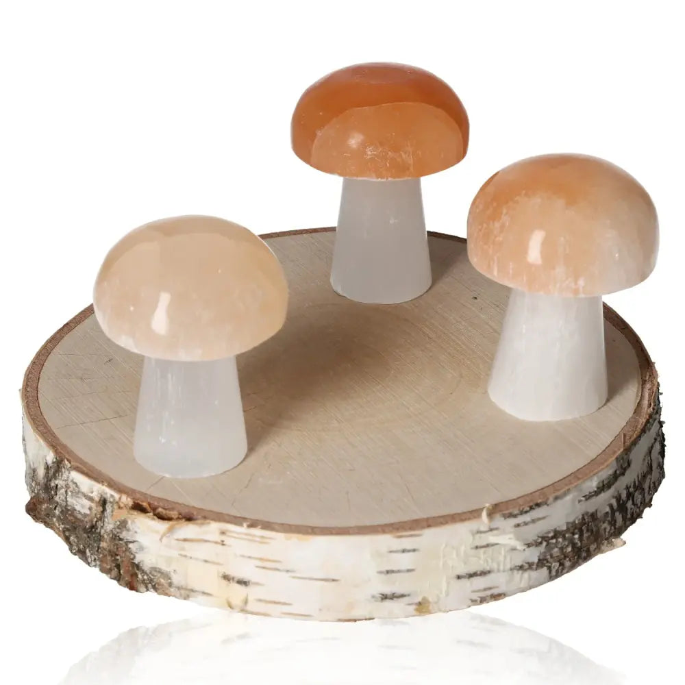 Three selenite mushroom crystals on a birch wood base, showcasing their ethereal, light-catching transparency and natural striations.