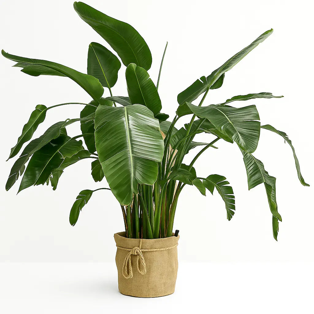 Strelitzia Nicolar Sylvia Crystals Sp. z o.o.