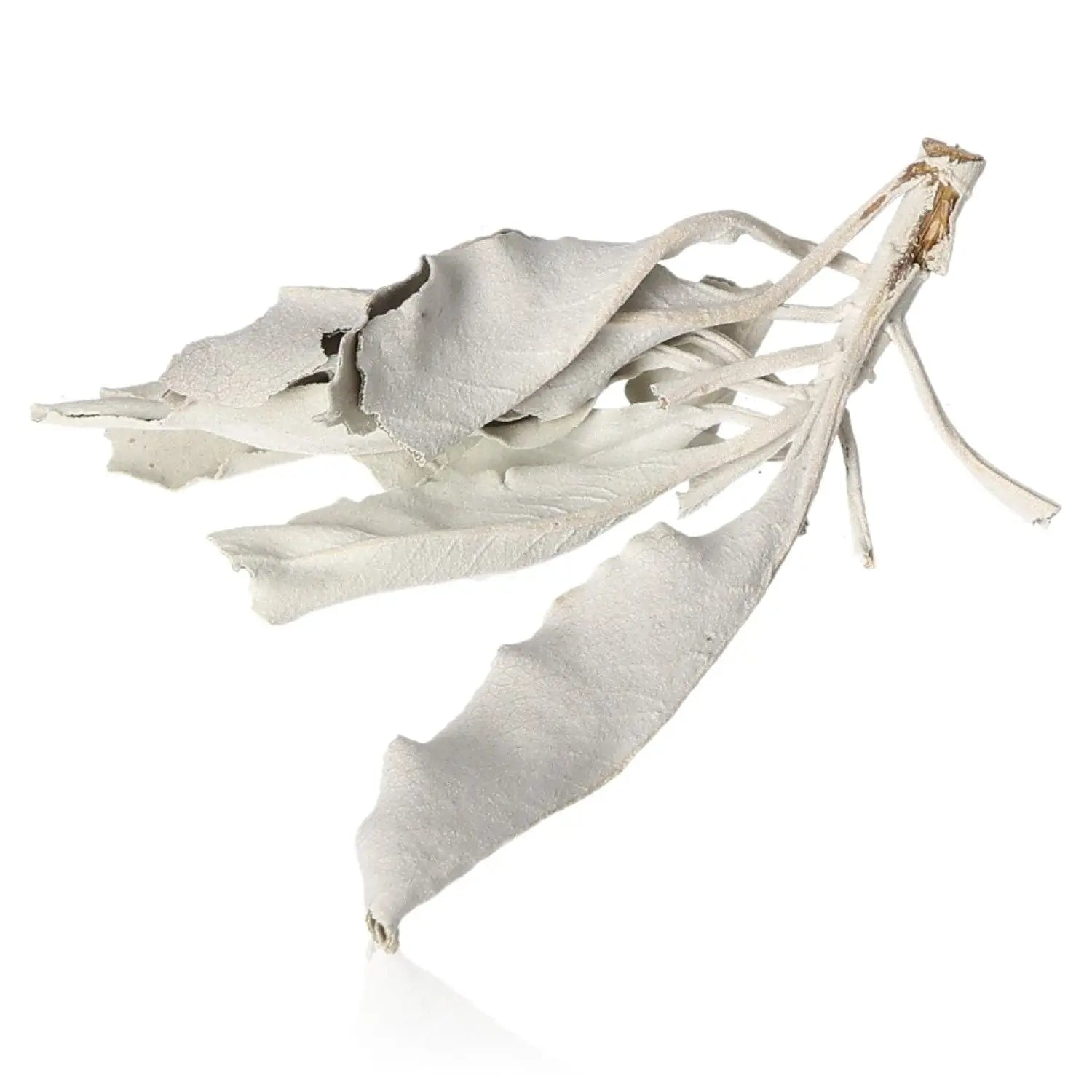 A cluster of white sage leaves, known for their aromatic and cleansing properties, displayed against a plain white background.